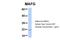 MAF BZIP Transcription Factor G antibody, 25-085, ProSci, Western Blot image 