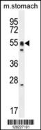 DMRT Like Family A1 antibody, 55-469, ProSci, Western Blot image 