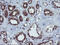 VHL Binding Protein 1 antibody, LS-C174045, Lifespan Biosciences, Immunohistochemistry frozen image 