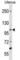 Signal Peptide, CUB Domain And EGF Like Domain Containing 3 antibody, abx030742, Abbexa, Western Blot image 