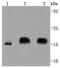 Eukaryotic Translation Initiation Factor 4E Binding Protein 1 antibody, NBP2-67910, Novus Biologicals, Western Blot image 