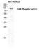Neurotrophic Receptor Tyrosine Kinase 2 antibody, STJ90429, St John
