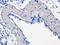 Kinesin-like protein KIF17 antibody, orb6269, Biorbyt, Immunohistochemistry paraffin image 