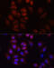 Hornerin antibody, 16-682, ProSci, Immunofluorescence image 