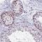 Regulator Of G Protein Signaling 17 antibody, HPA022276, Atlas Antibodies, Immunohistochemistry frozen image 