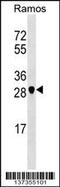 Nitric Oxide Synthase Interacting Protein antibody, 59-298, ProSci, Western Blot image 