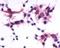 Purinergic Receptor P2Y1 antibody, NLS3795, Novus Biologicals, Immunohistochemistry frozen image 