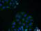 Nerve Growth Factor Receptor antibody, 55014-1-AP, Proteintech Group, Immunofluorescence image 
