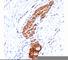 Neural Cell Adhesion Molecule 1 antibody, V2209IHC-7ML, NSJ Bioreagents, Immunohistochemistry paraffin image 