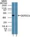 DEP Domain Containing MTOR Interacting Protein antibody, NBP2-27083, Novus Biologicals, Western Blot image 