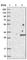 WDYHV Motif Containing 1 antibody, HPA024823, Atlas Antibodies, Western Blot image 