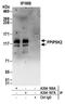 Diphosphoinositol Pentakisphosphate Kinase 2 antibody, A304-166A, Bethyl Labs, Immunoprecipitation image 