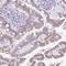 K12 antibody, NBP2-58256, Novus Biologicals, Immunohistochemistry frozen image 