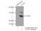 Troponin I3, Cardiac Type antibody, 21652-1-AP, Proteintech Group, Immunoprecipitation image 