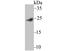 Interferon alpha-1 antibody, NBP2-75930, Novus Biologicals, Western Blot image 