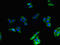 Glucagon Receptor antibody, CSB-PA009316LA01HU, Cusabio, Immunofluorescence image 