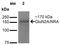 Glutamate Ionotropic Receptor NMDA Type Subunit 2A antibody, NBP2-22405, Novus Biologicals, Western Blot image 