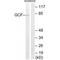  antibody, A08456, Boster Biological Technology, Western Blot image 