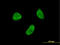 Zinc Finger Protein 7 antibody, LS-C198456, Lifespan Biosciences, Immunofluorescence image 