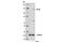 Centriolar Coiled-Coil Protein 110 antibody, 12140S, Cell Signaling Technology, Western Blot image 