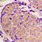 Synuclein Alpha antibody, LS-C358341, Lifespan Biosciences, Immunohistochemistry paraffin image 