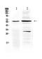 TNF Receptor Superfamily Member 1A antibody, PA5-80154, Invitrogen Antibodies, Western Blot image 