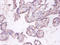 TNF Superfamily Member 9 antibody, A51974-100, Epigentek, Immunohistochemistry paraffin image 
