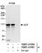 antibody, NBP1-05985, Novus Biologicals, Immunoprecipitation image 