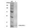 Heme Oxygenase 1 antibody, NBP2-59338, Novus Biologicals, Western Blot image 