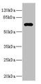 Nuclear Receptor Binding Protein 1 antibody, LS-C682132, Lifespan Biosciences, Western Blot image 