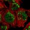 GUF1 Homolog, GTPase antibody, HPA024222, Atlas Antibodies, Immunofluorescence image 