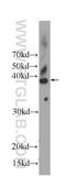 Cyclin Dependent Kinase 2 antibody, 60312-1-Ig, Proteintech Group, Western Blot image 
