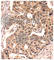 Paxillin antibody, AP0156, ABclonal Technology, Immunohistochemistry paraffin image 