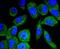 B-Raf Proto-Oncogene, Serine/Threonine Kinase antibody, A00075T401, Boster Biological Technology, Immunocytochemistry image 