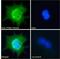 Intraflagellar Transport 88 antibody, GTX89425, GeneTex, Immunofluorescence image 