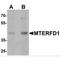 Mitochondrial Transcription Termination Factor 3 antibody, MBS153562, MyBioSource, Western Blot image 