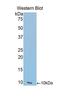 C-C Motif Chemokine Ligand 17 antibody, LS-C296636, Lifespan Biosciences, Western Blot image 