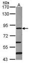 Dishevelled Segment Polarity Protein 2 antibody, PA5-29244, Invitrogen Antibodies, Western Blot image 