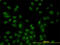 Serine/Threonine Kinase 17b antibody, LS-B6195, Lifespan Biosciences, Immunofluorescence image 