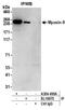 NMMHC-IIA antibody, A304-490A, Bethyl Labs, Immunoprecipitation image 