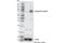 Receptor Interacting Serine/Threonine Kinase 1 antibody, 44590S, Cell Signaling Technology, Western Blot image 