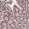 PATJ Crumbs Cell Polarity Complex Component antibody, HPA066352, Atlas Antibodies, Immunohistochemistry frozen image 