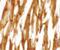 Nicalin antibody, PA5-34356, Invitrogen Antibodies, Immunohistochemistry paraffin image 