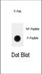 RUNX Family Transcription Factor 2 antibody, abx032031, Abbexa, Dot Blot image 