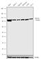 NOP2/Sun RNA Methyltransferase 2 antibody, 711068, Invitrogen Antibodies, Western Blot image 