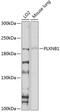 SEP antibody, 13-371, ProSci, Western Blot image 