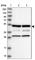 Pyruvate Dehydrogenase Complex Component X antibody, HPA038485, Atlas Antibodies, Western Blot image 