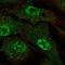 Armadillo Repeat Containing X-Linked 4 antibody, HPA051930, Atlas Antibodies, Immunofluorescence image 