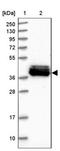 Mitochondrial Ribosomal Protein S31 antibody, NBP2-30559, Novus Biologicals, Western Blot image 