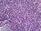 EBF Transcription Factor 3 antibody, orb94950, Biorbyt, Immunohistochemistry paraffin image 